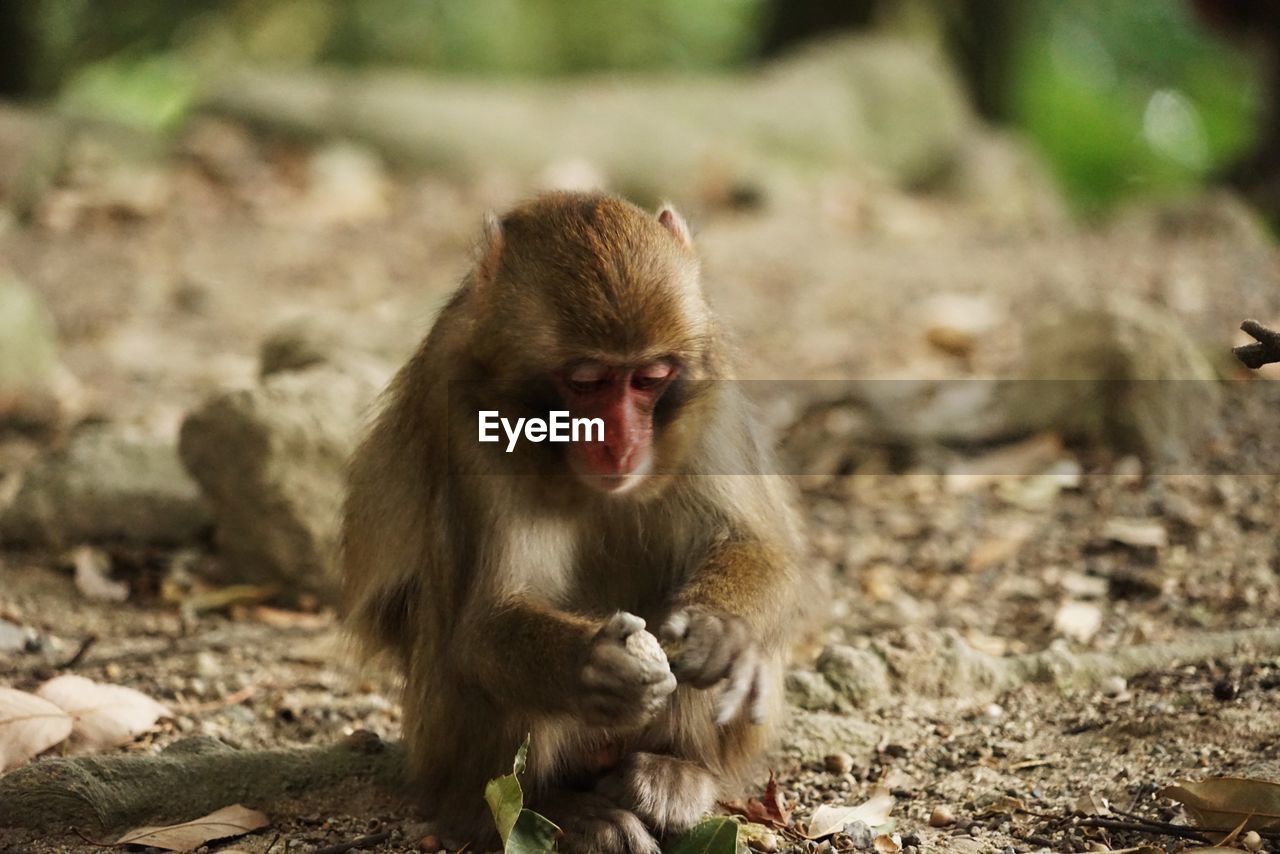 Monkey sitting on rock