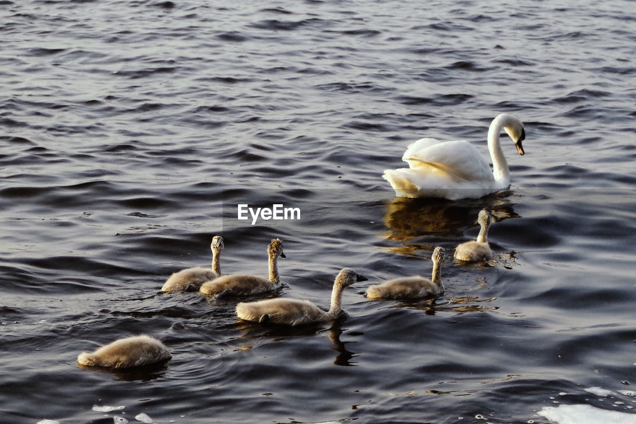 High angle view of swan and cygnet swimming on lake