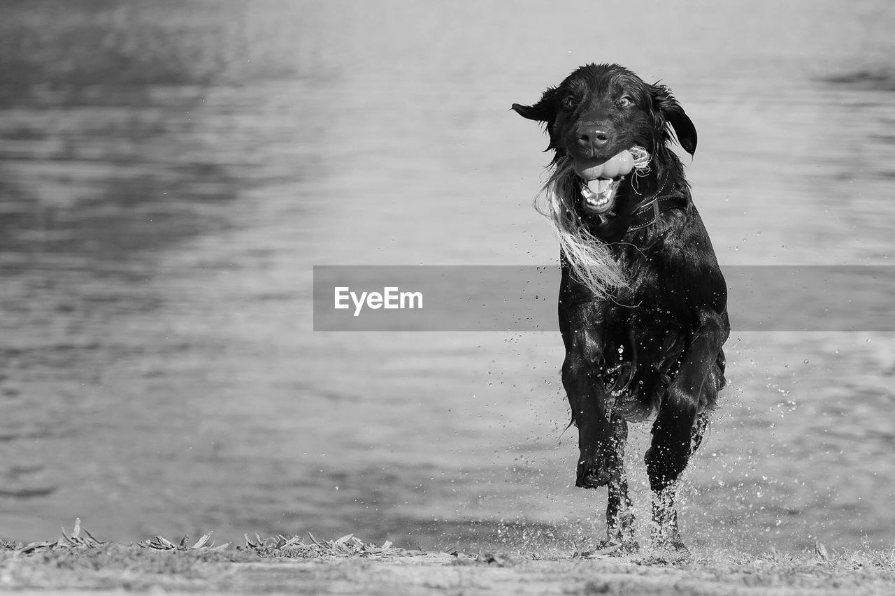Wet dog running at beach