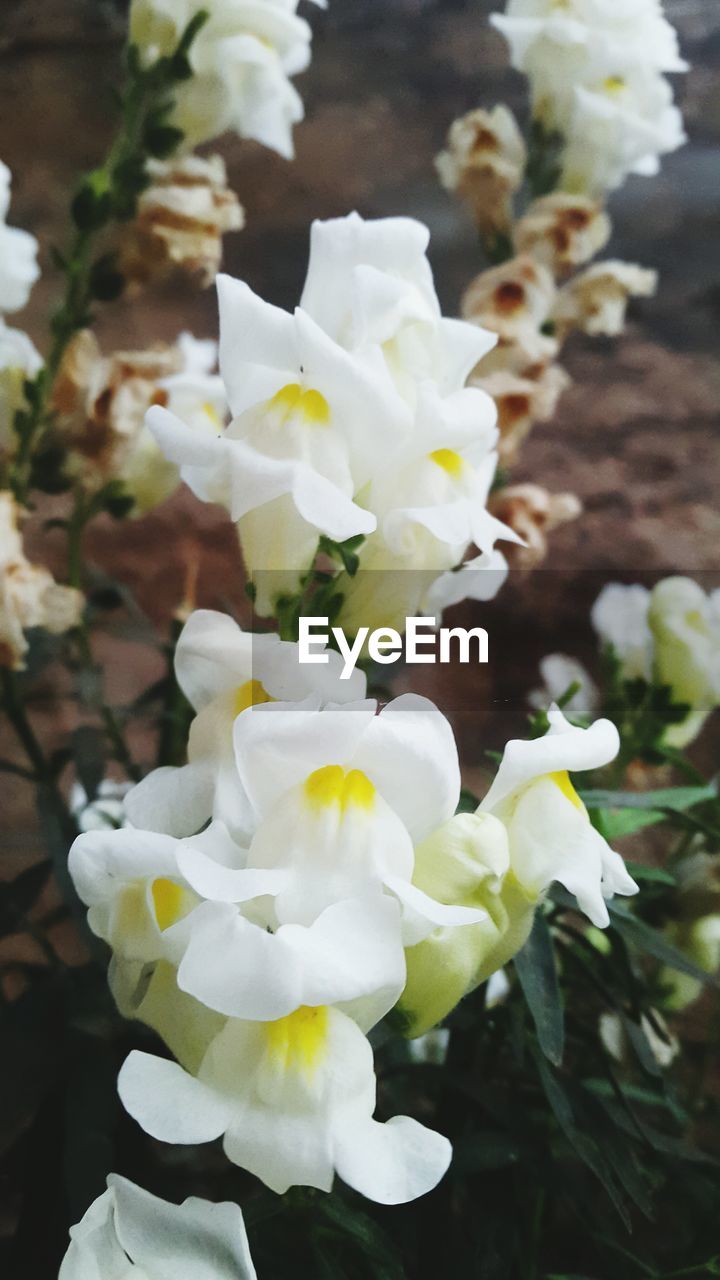 CLOSE-UP OF WHITE FLOWER BLOOMING OUTDOORS