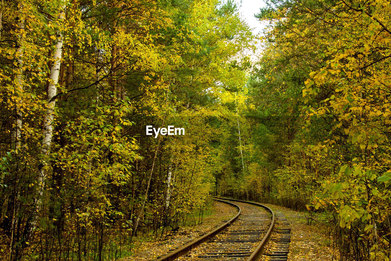 RAILROAD TRACK PASSING THROUGH FOREST