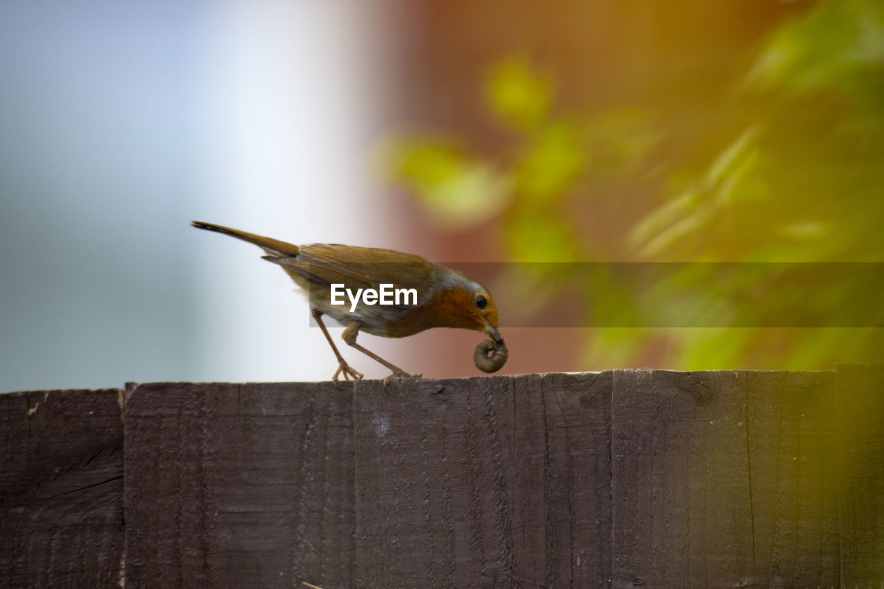 Close-up of robin feeding