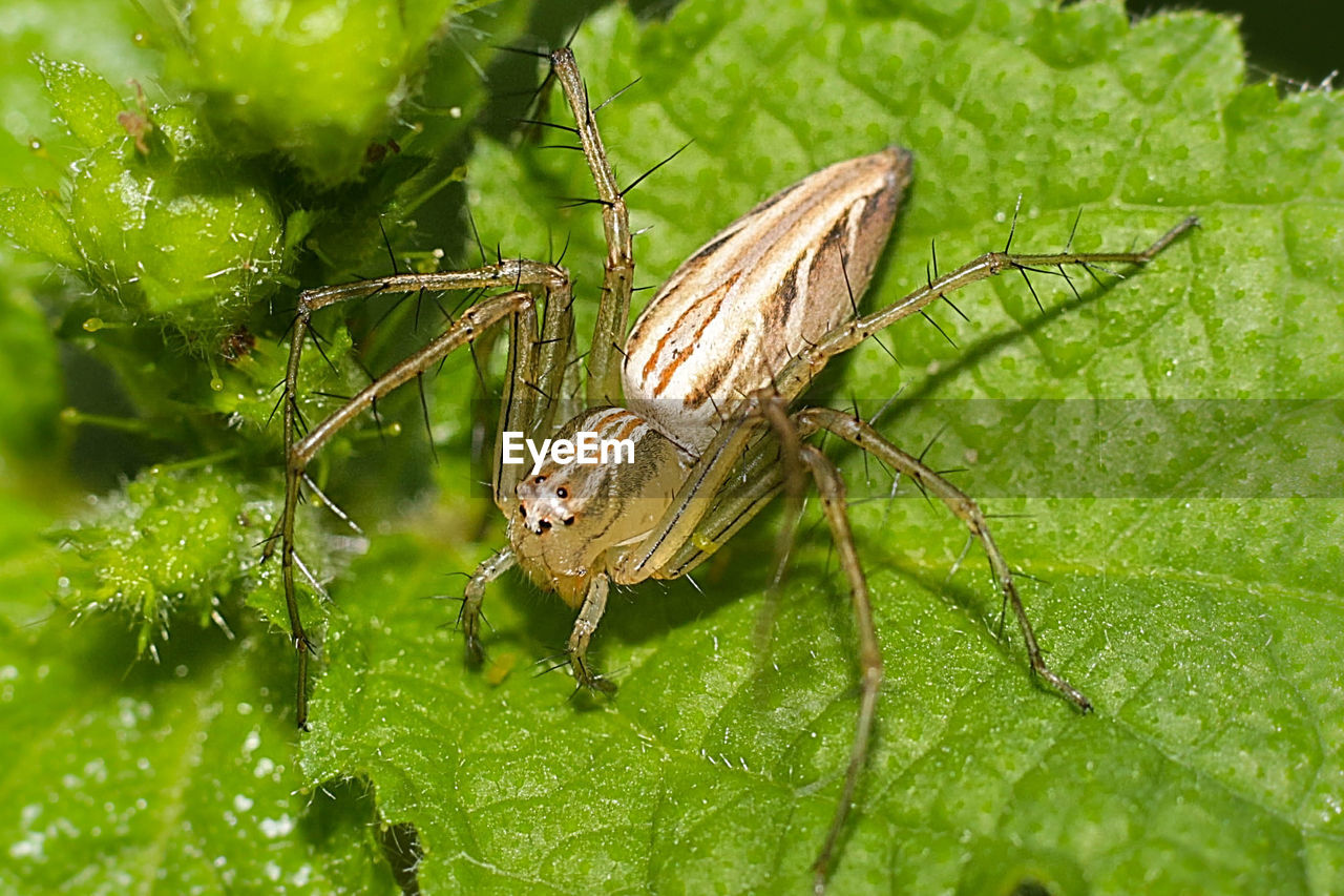 CLOSE-UP OF GRASSHOPPER