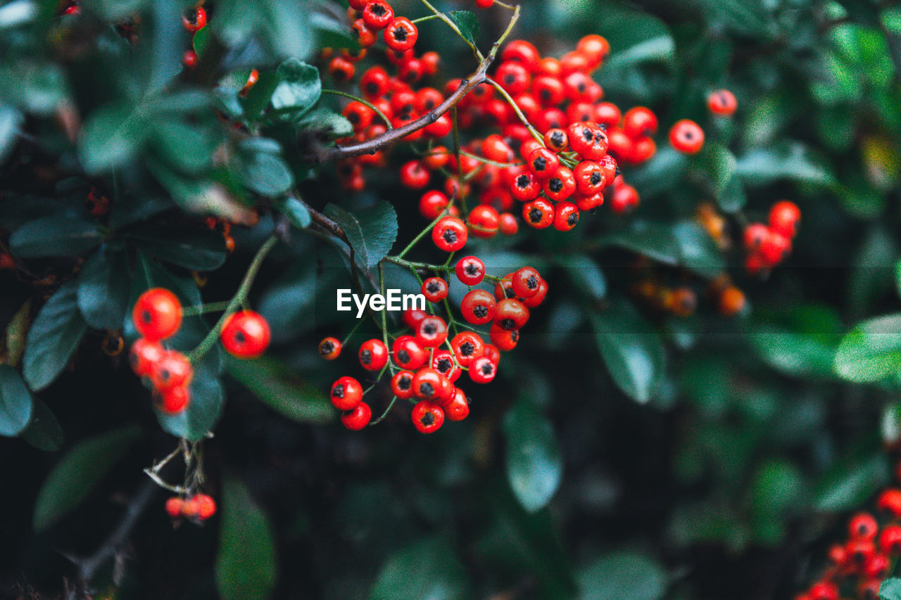 Autumn mountain ash berries with green leaves are singing on a bush. a bunch of orange red berries