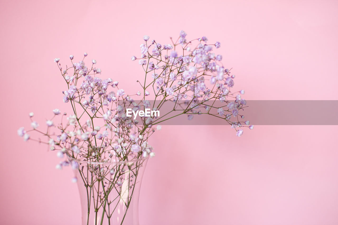 Phone background, flowers, gypsophila twig, souvenir, present, white background, text space