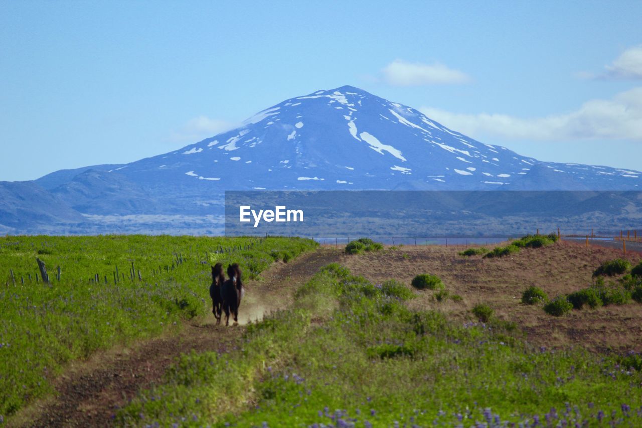 Horses running on pathway at field against mountain