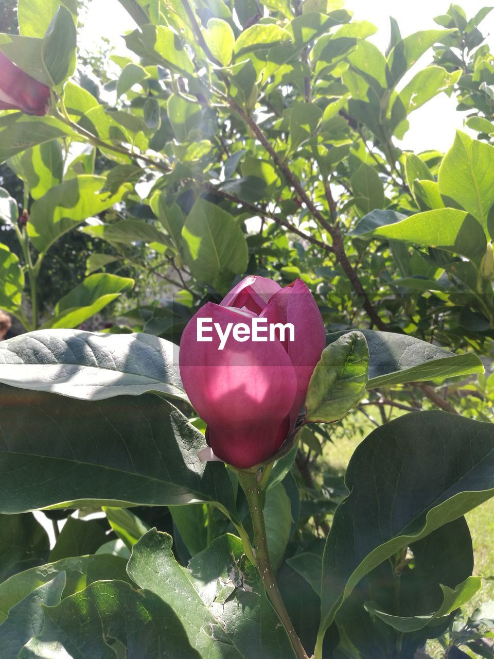 CLOSE-UP OF PINK TULIPS BLOOMING OUTDOORS