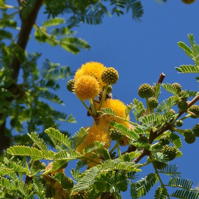 LOW ANGLE VIEW OF YELLOW FLOWERS