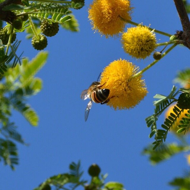 Close-up of honey bee on yellow flower against clear blue sky