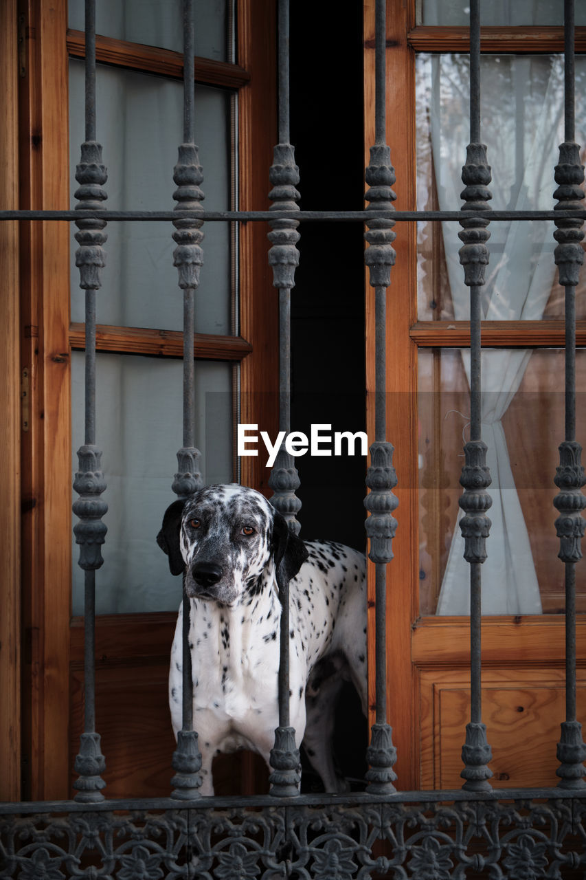 Portrait of dog b y railing against door of house