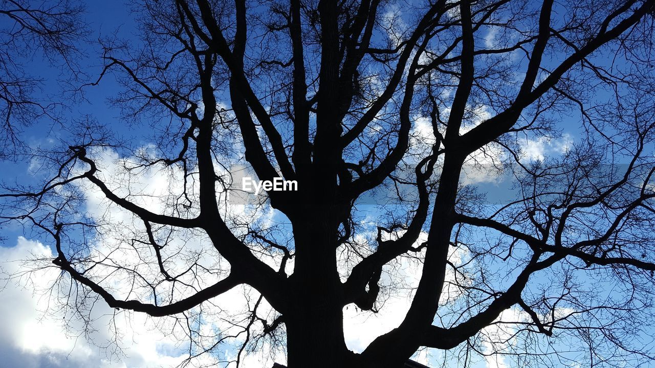 LOW ANGLE VIEW OF TREE AGAINST CLEAR SKY