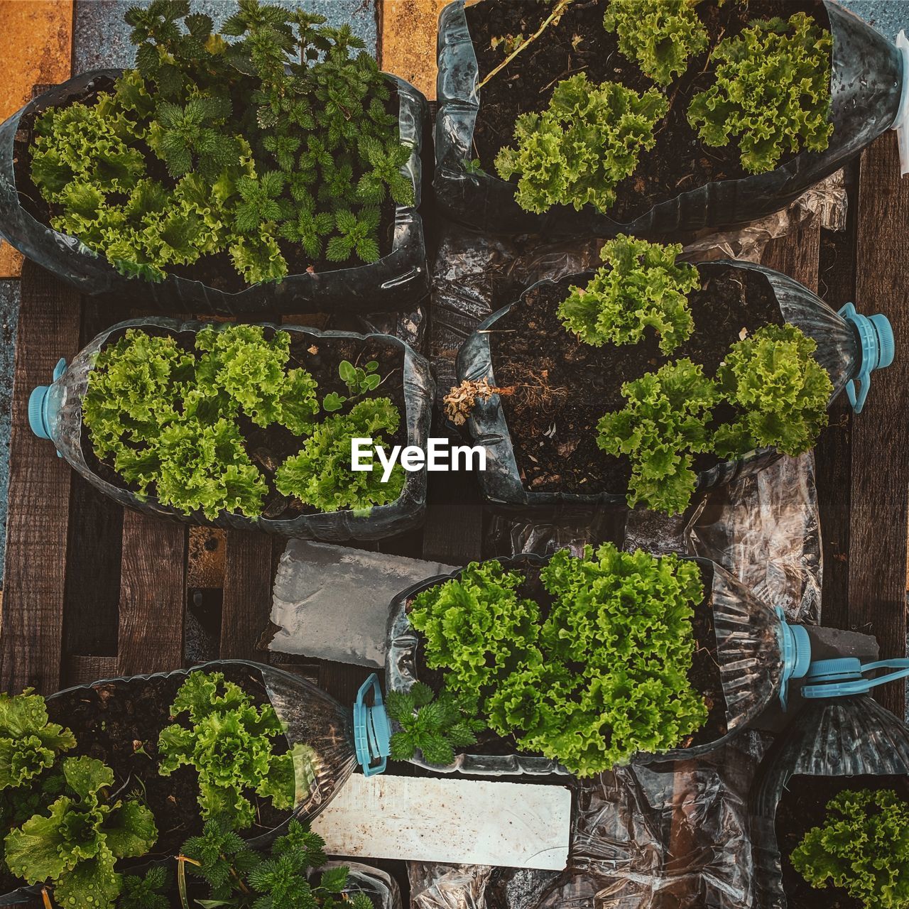 High angle view of makeshift vegetable garden 
