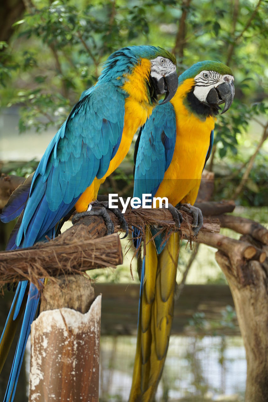 CLOSE-UP OF PARROT PERCHING ON TREE