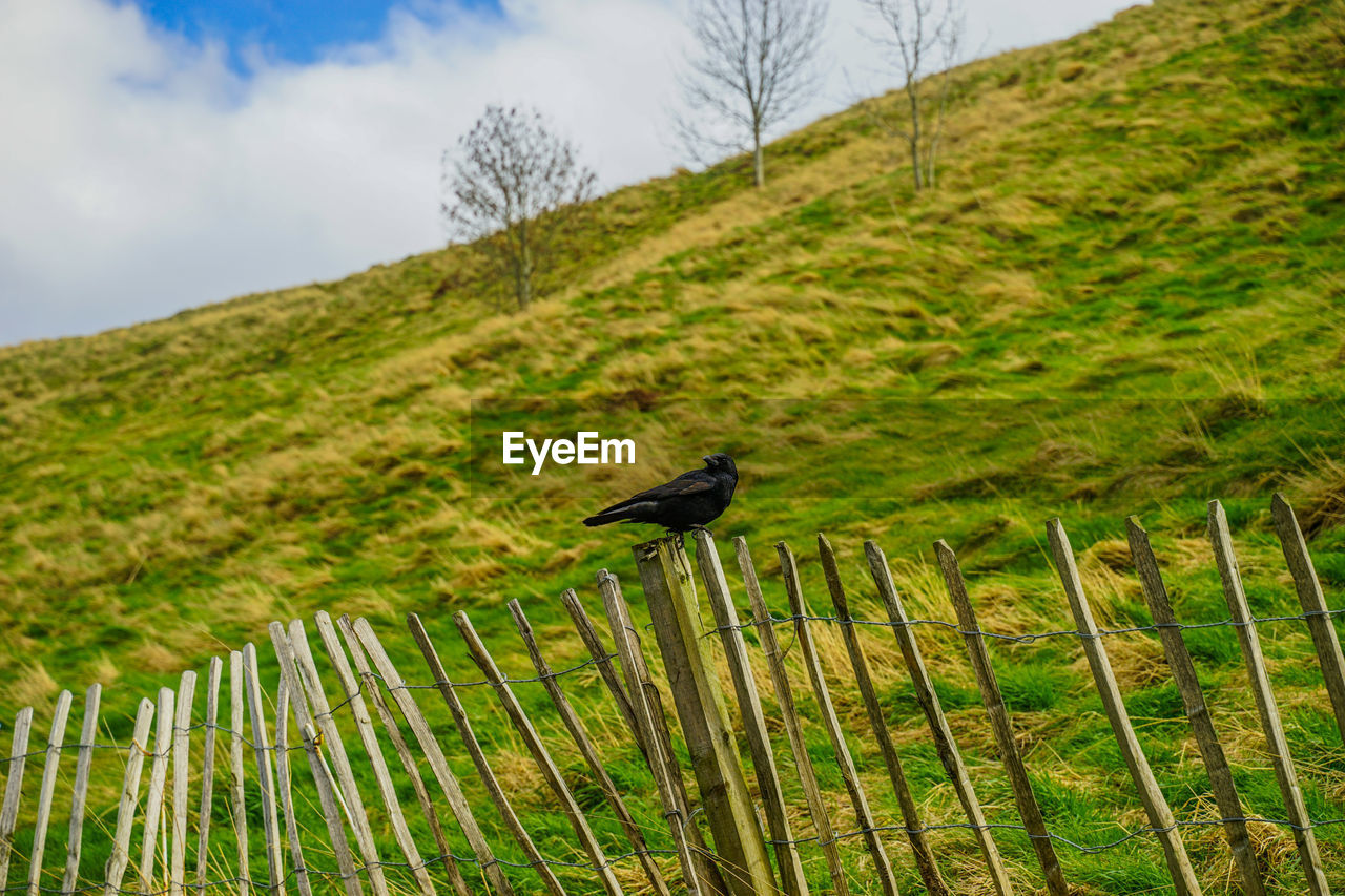 SCENIC VIEW OF BIRD ON LAND
