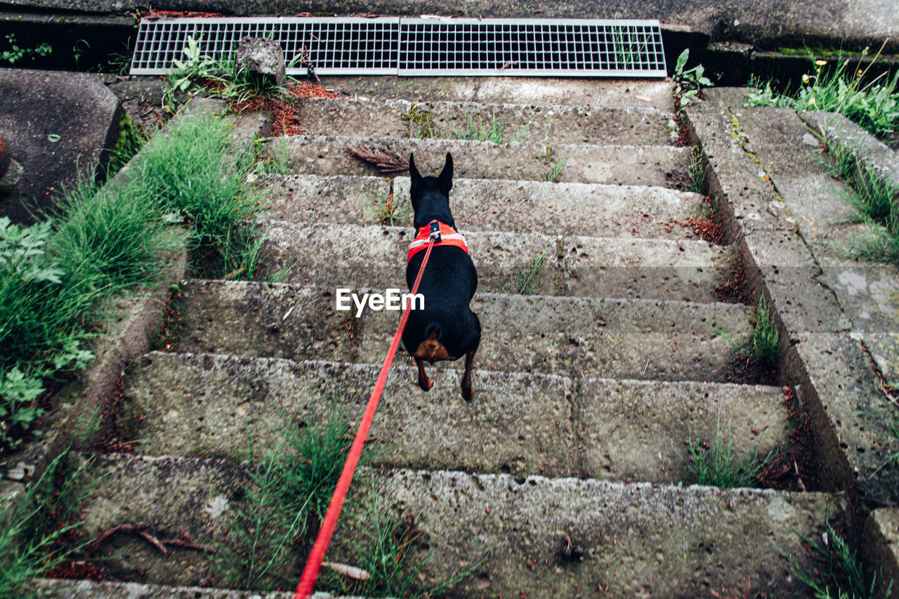 Rear view of dog jumping  on staircase