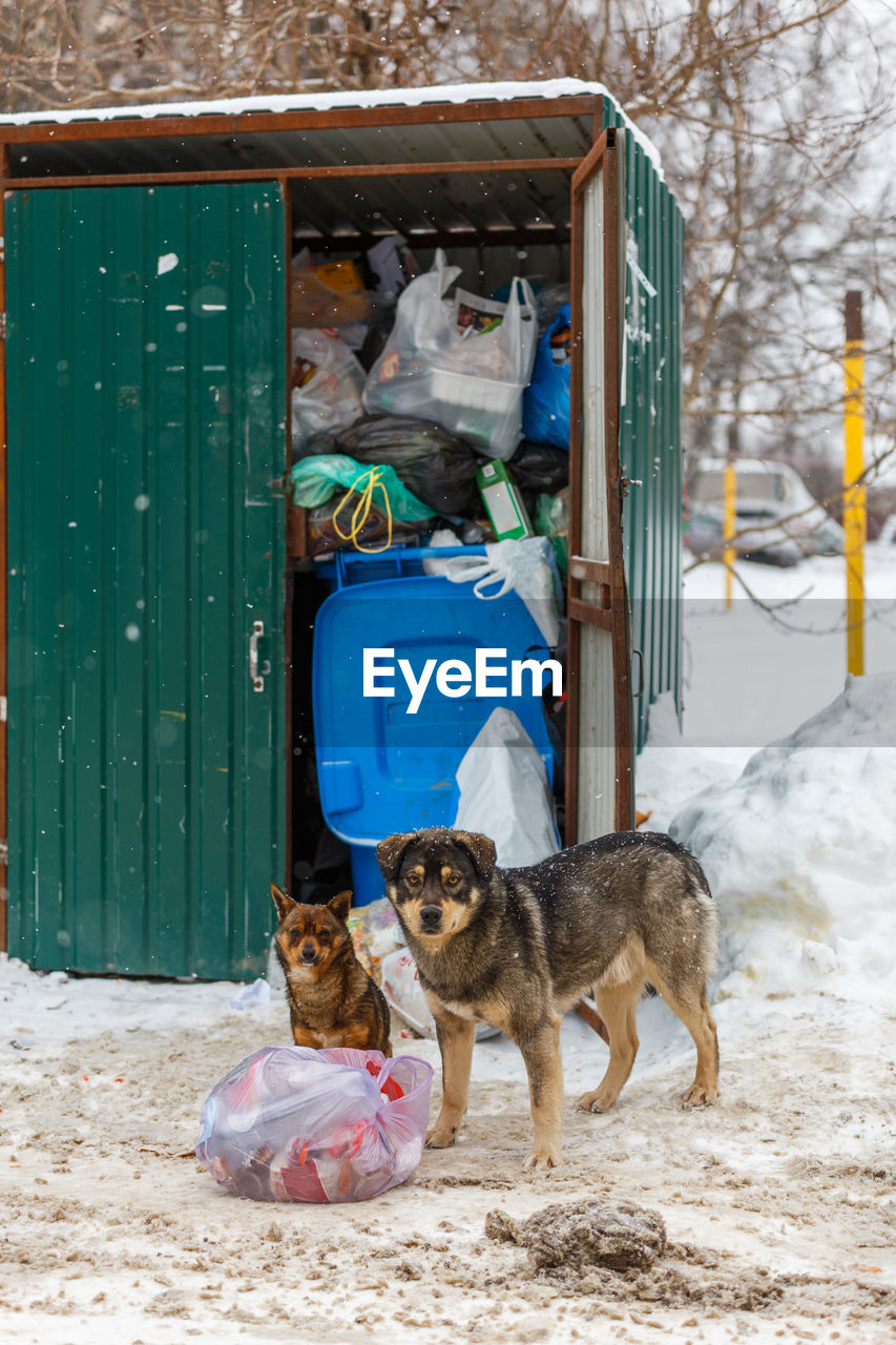 Two stray dogs take away garbage bags at winter day under snowfall