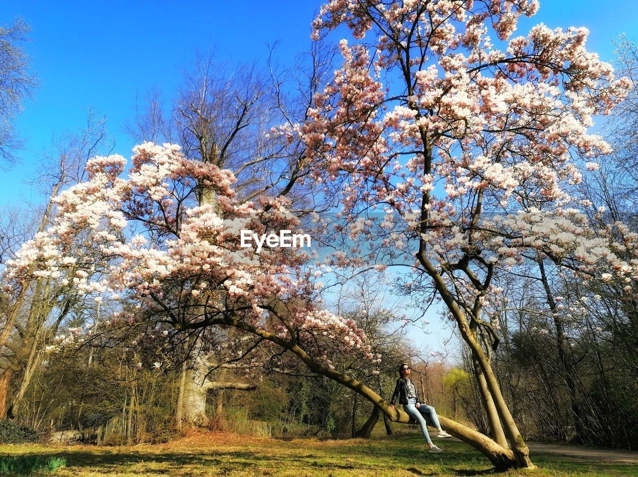 plant, tree, flower, nature, sky, beauty in nature, blossom, growth, day, springtime, branch, spring, cherry blossom, grass, sunlight, clear sky, no people, tranquility, outdoors, flowering plant, scenics - nature, landscape, field, park, land, leaf, autumn, blue, tranquil scene, park - man made space, freshness, sunny, low angle view