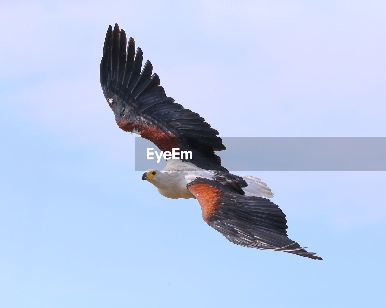 CLOSE-UP OF BIRD FLYING AGAINST SKY