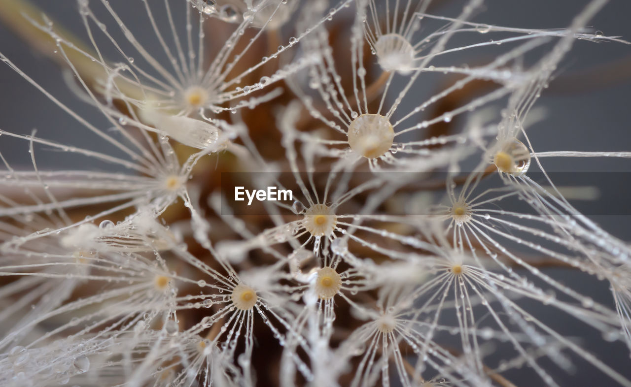 Close-up of white dandelion