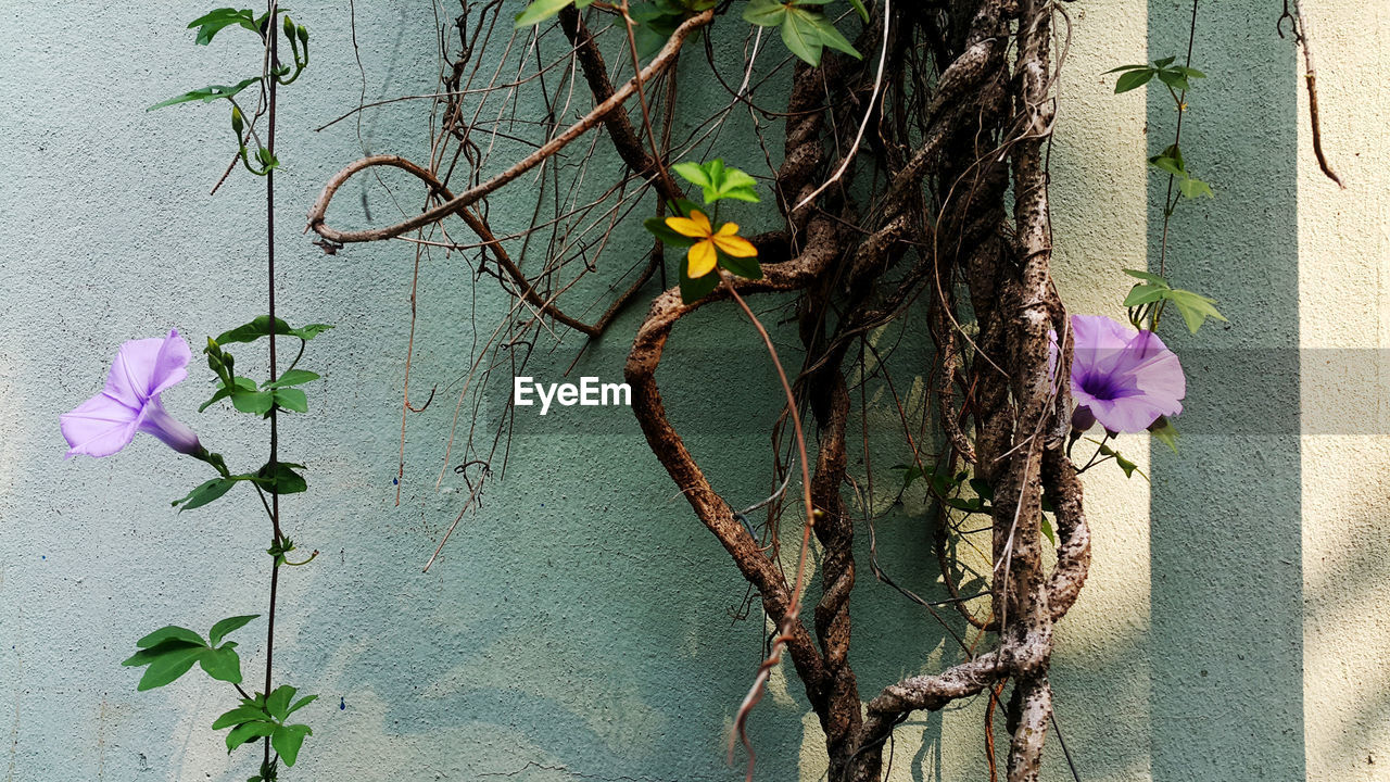 Flowers blooming against wall
