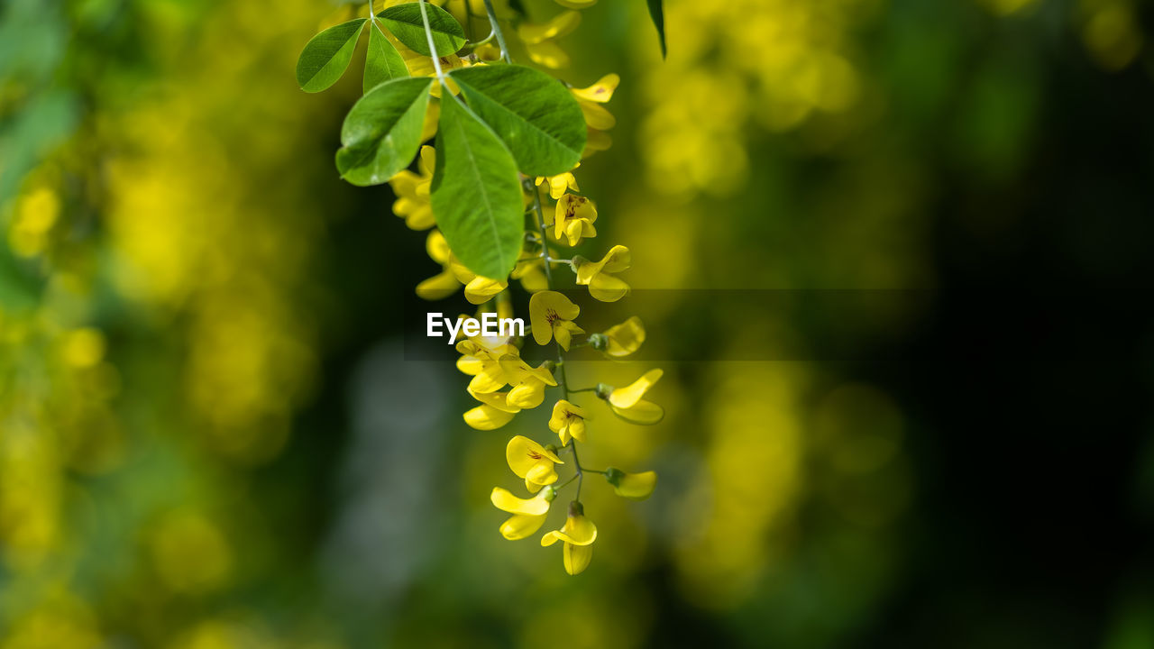 CLOSE-UP OF YELLOW FLOWER PLANT