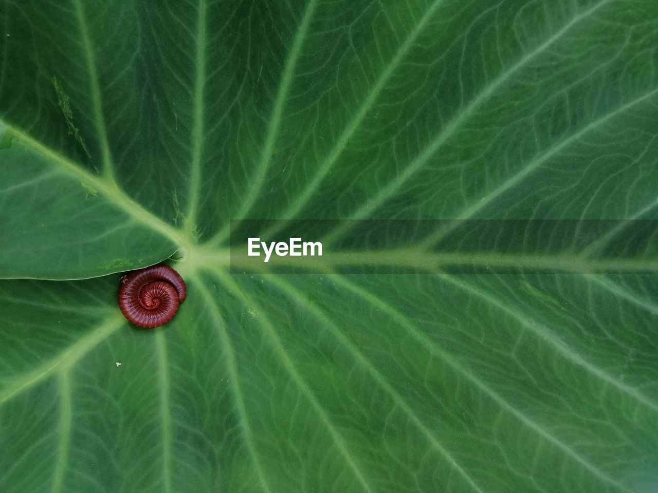 CLOSE-UP OF GREEN LEAVES