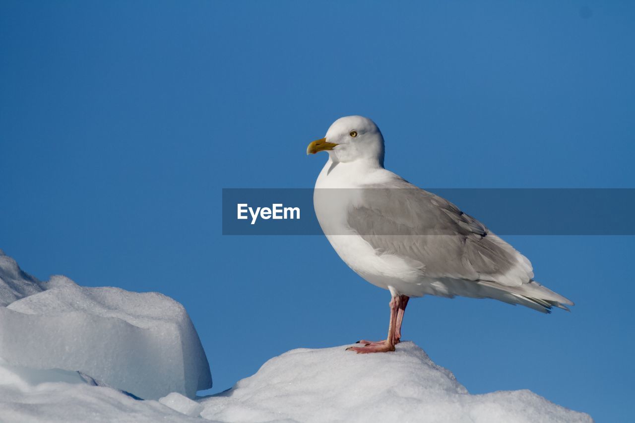 Glaucous gull stands proud atop a snowy arctic iceberg against blue sky background