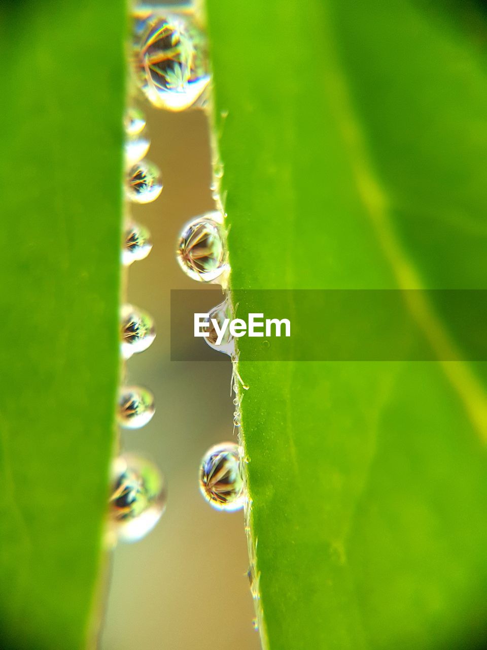 CLOSE-UP OF WATER DROPS ON GREEN LEAF