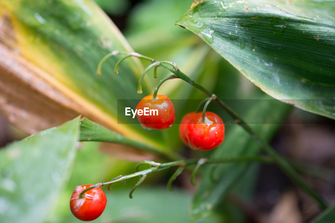 CLOSE-UP OF CHERRIES ON PLANT