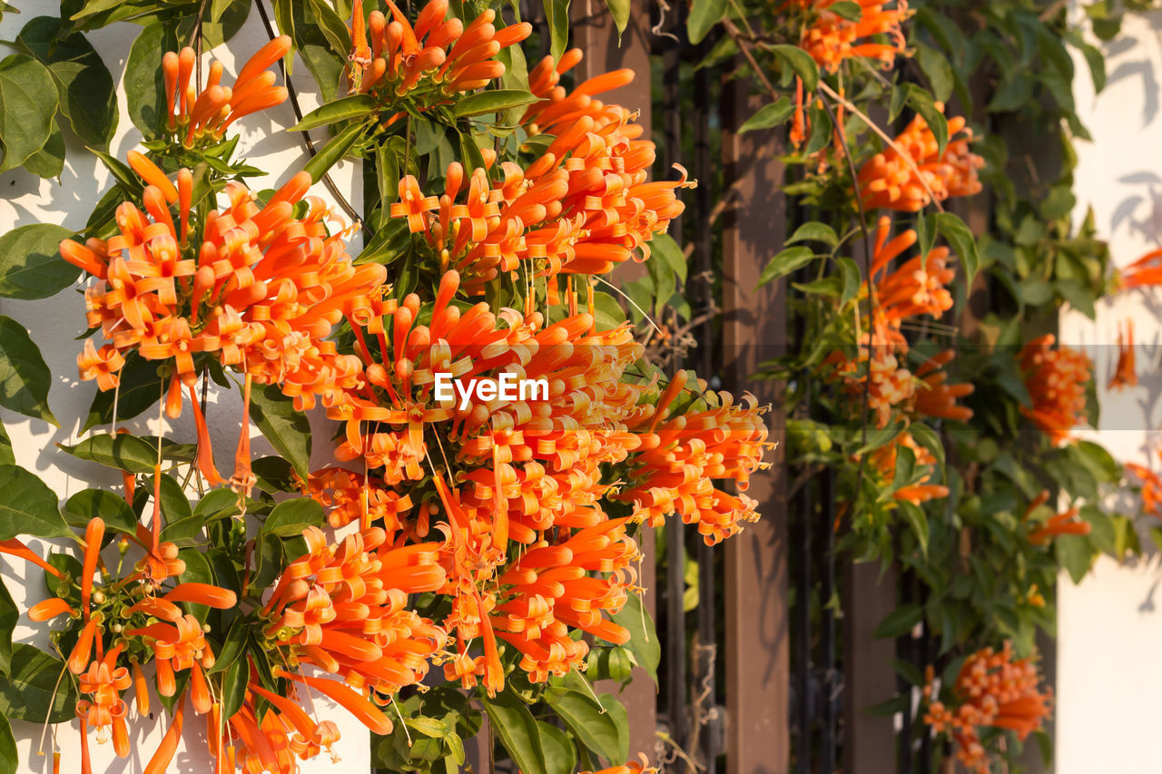 CLOSE-UP OF ORANGE FLOWERS ON PLANT DURING AUTUMN