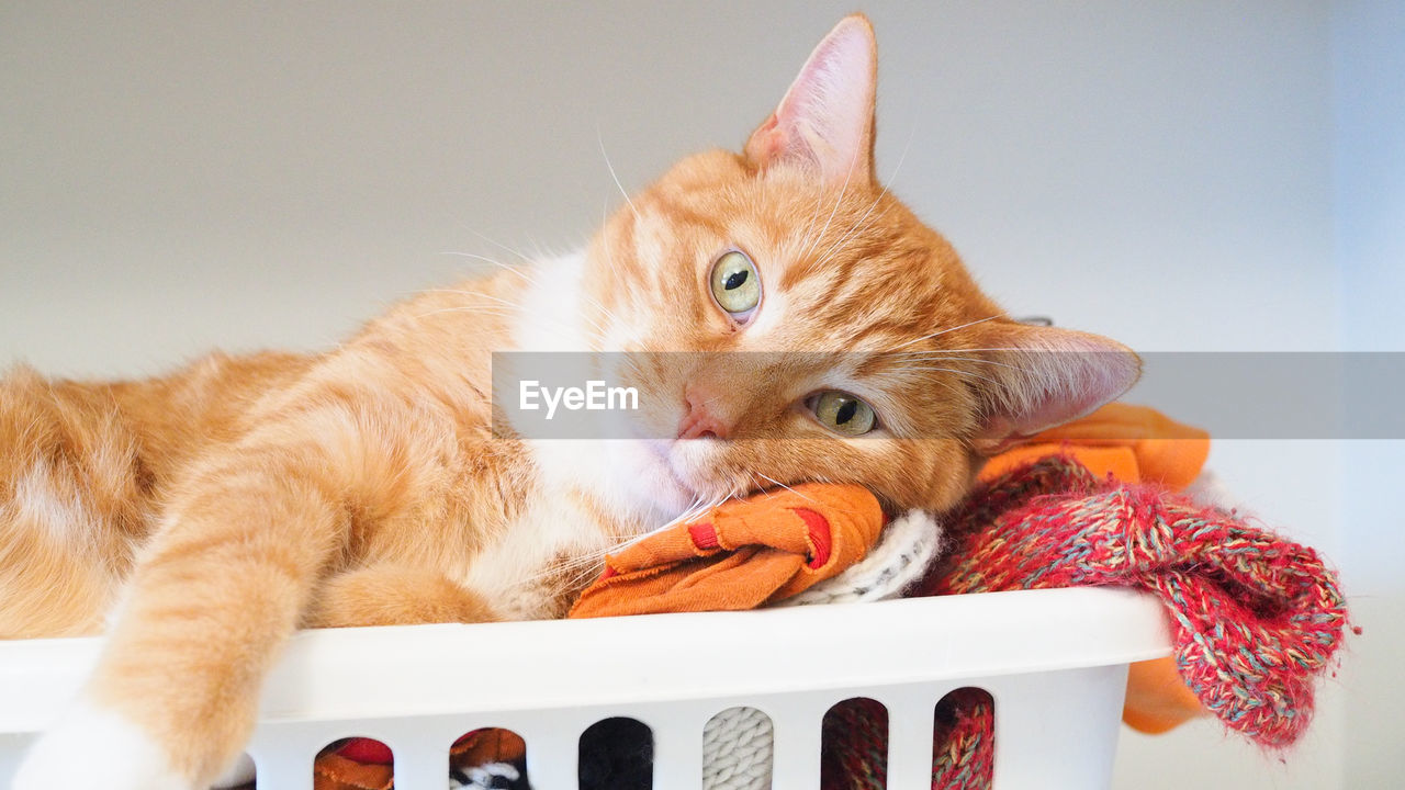 CLOSE-UP OF A CAT LYING DOWN