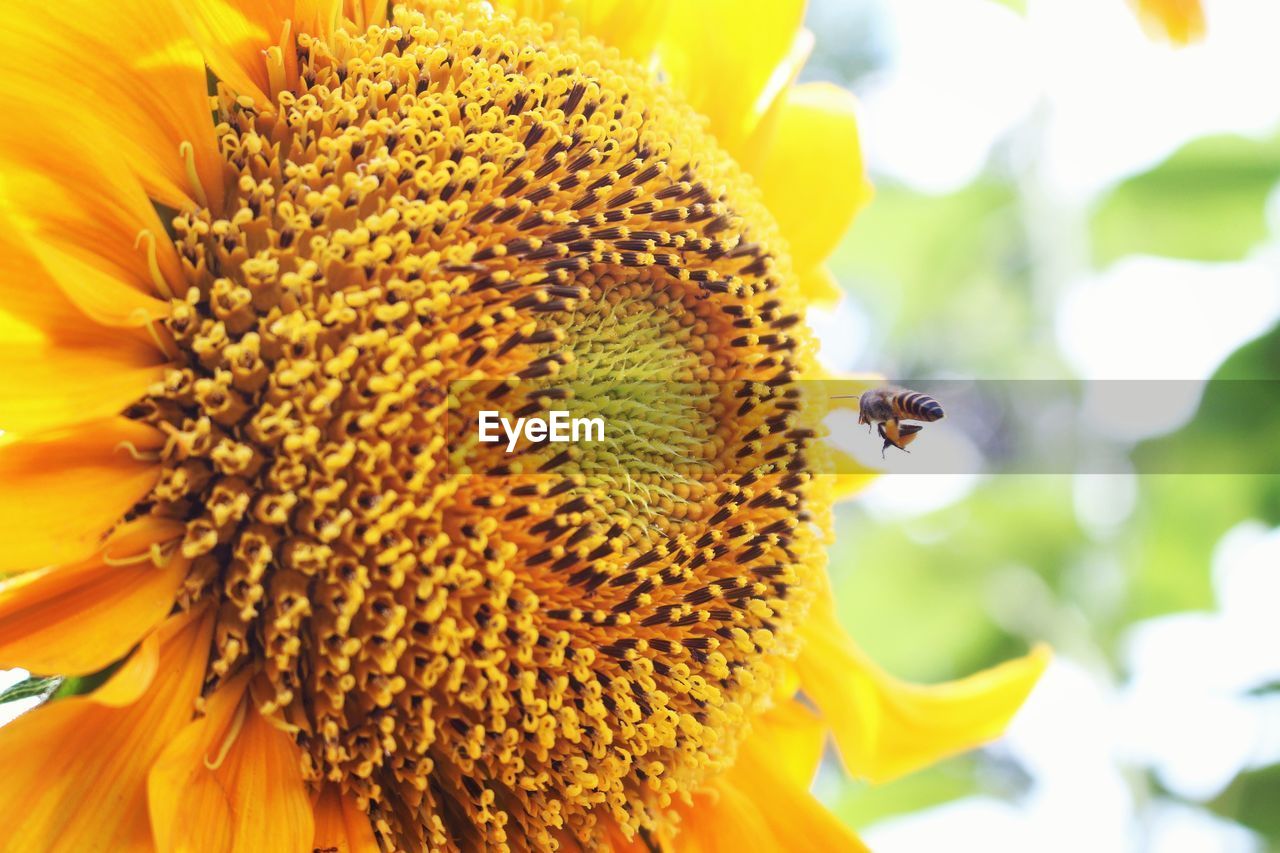 CLOSE-UP OF BEE ON SUNFLOWER AGAINST YELLOW FLOWER