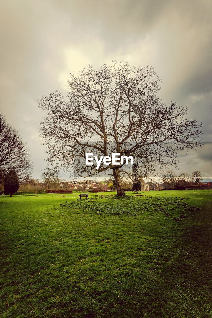 View of bare tree in grassy field against cloudy sky