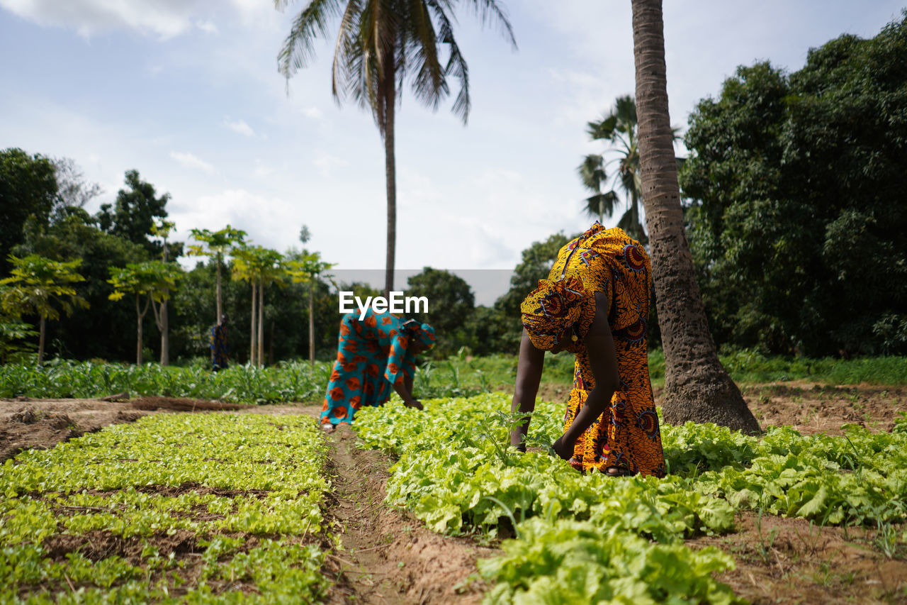 People working on agricultural field against sky