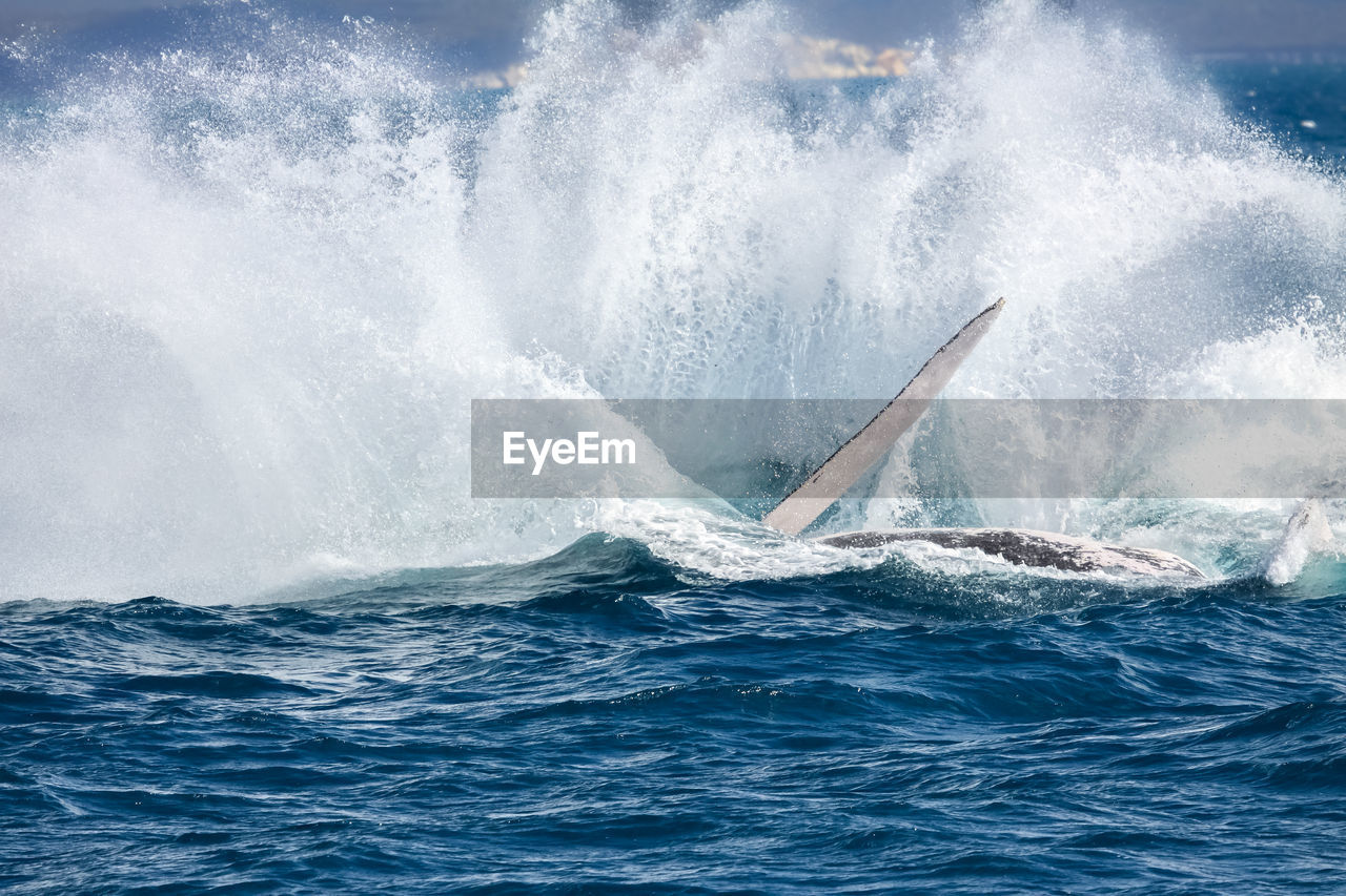 Humpback whale slapping, producing sea spray