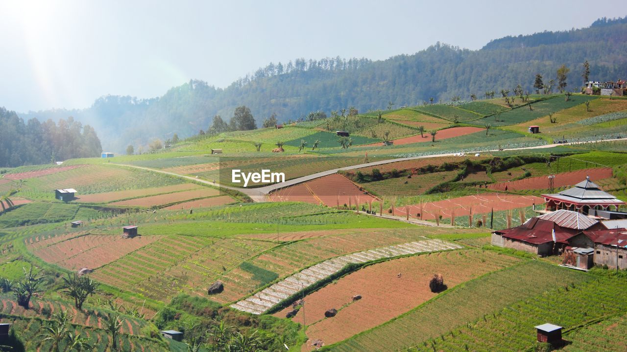 Scenic view of agricultural field