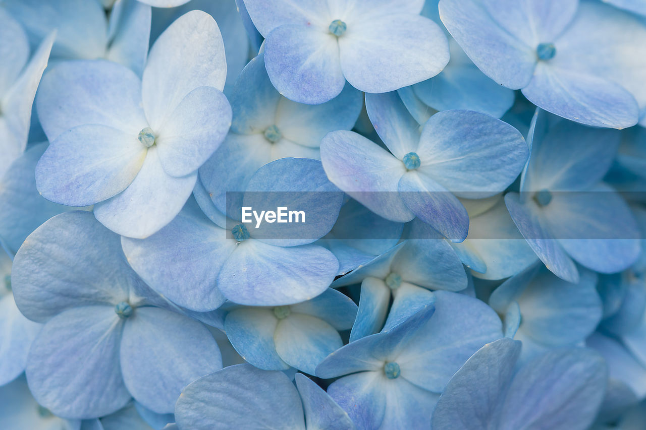 Close-up of hydrangea flowers