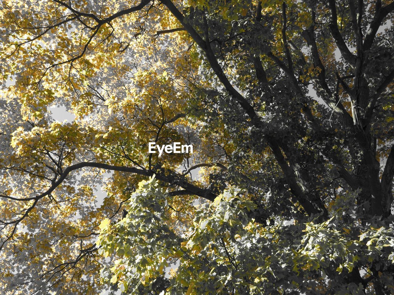 Upward view of treetop in sunlight