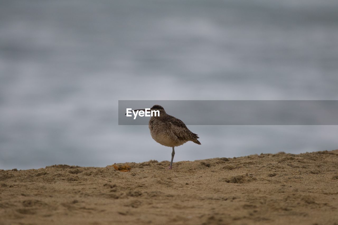 Bird perching on a beach. 