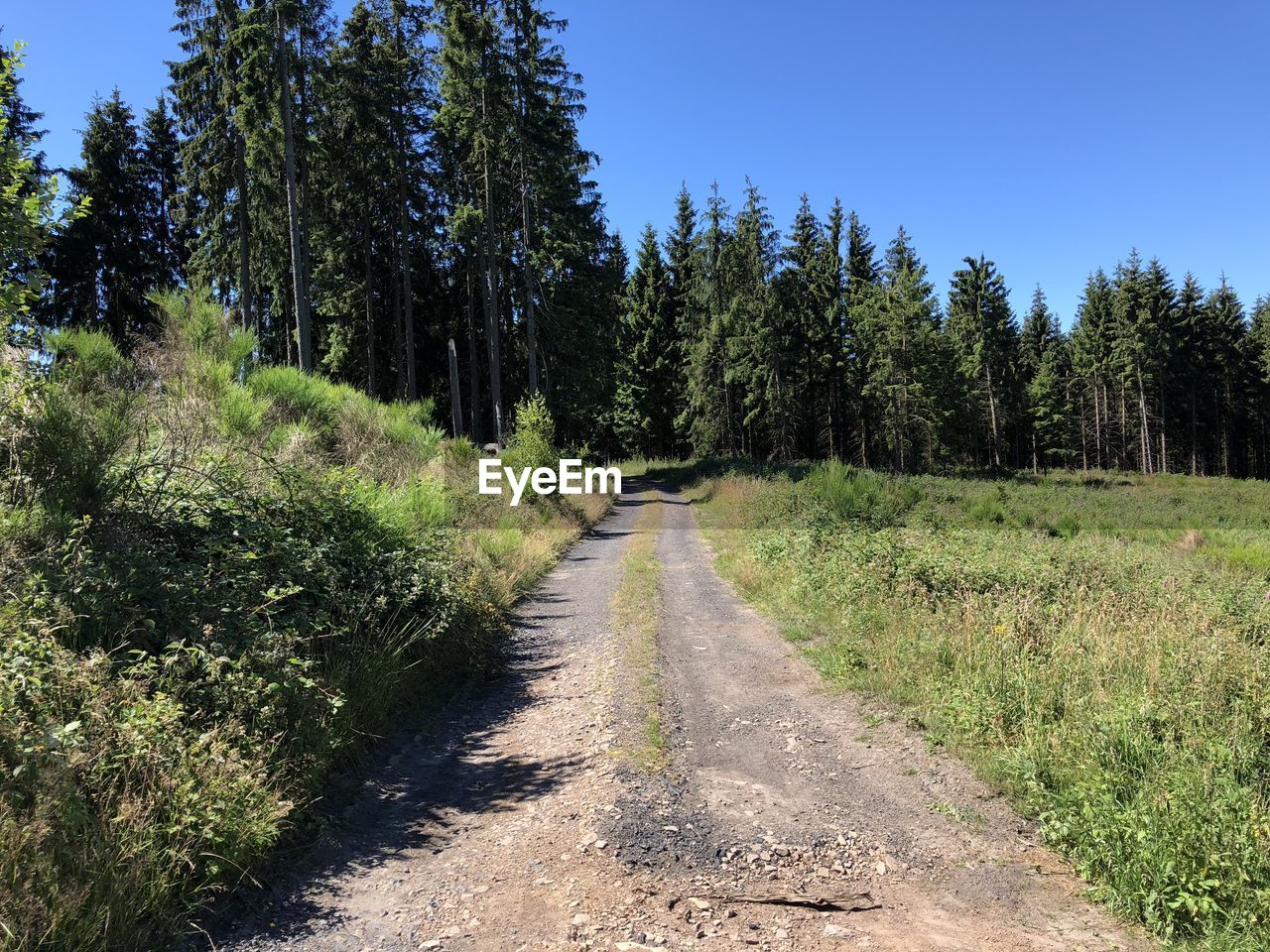 Road amidst trees in forest against sky