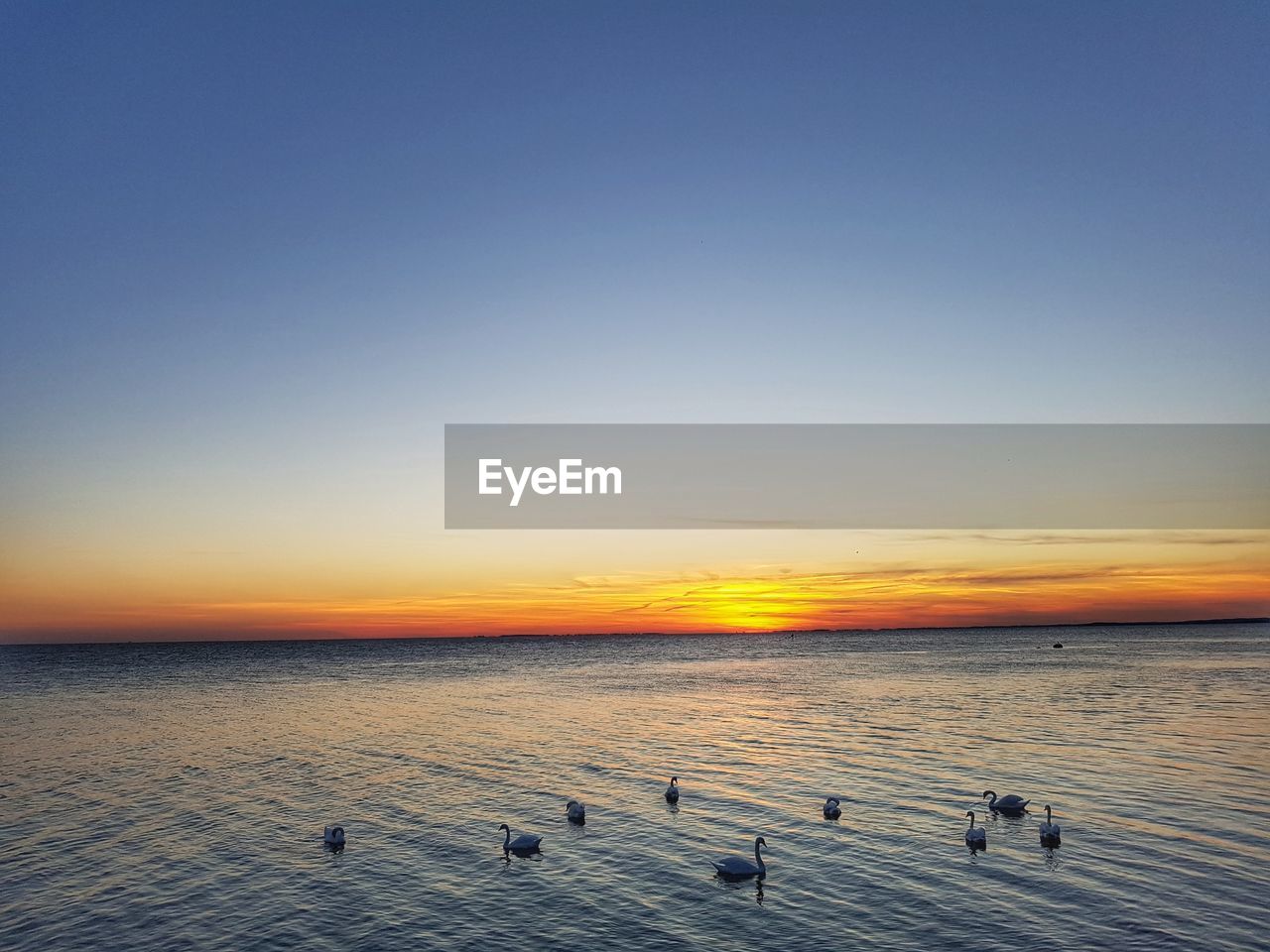 High angle view of swans swimming in sea against sky during sunset