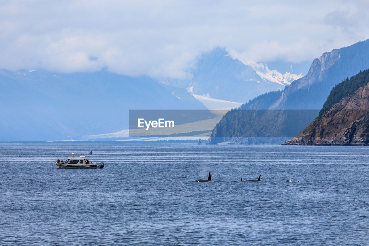 Orcas near the glacier near kenai peninsula