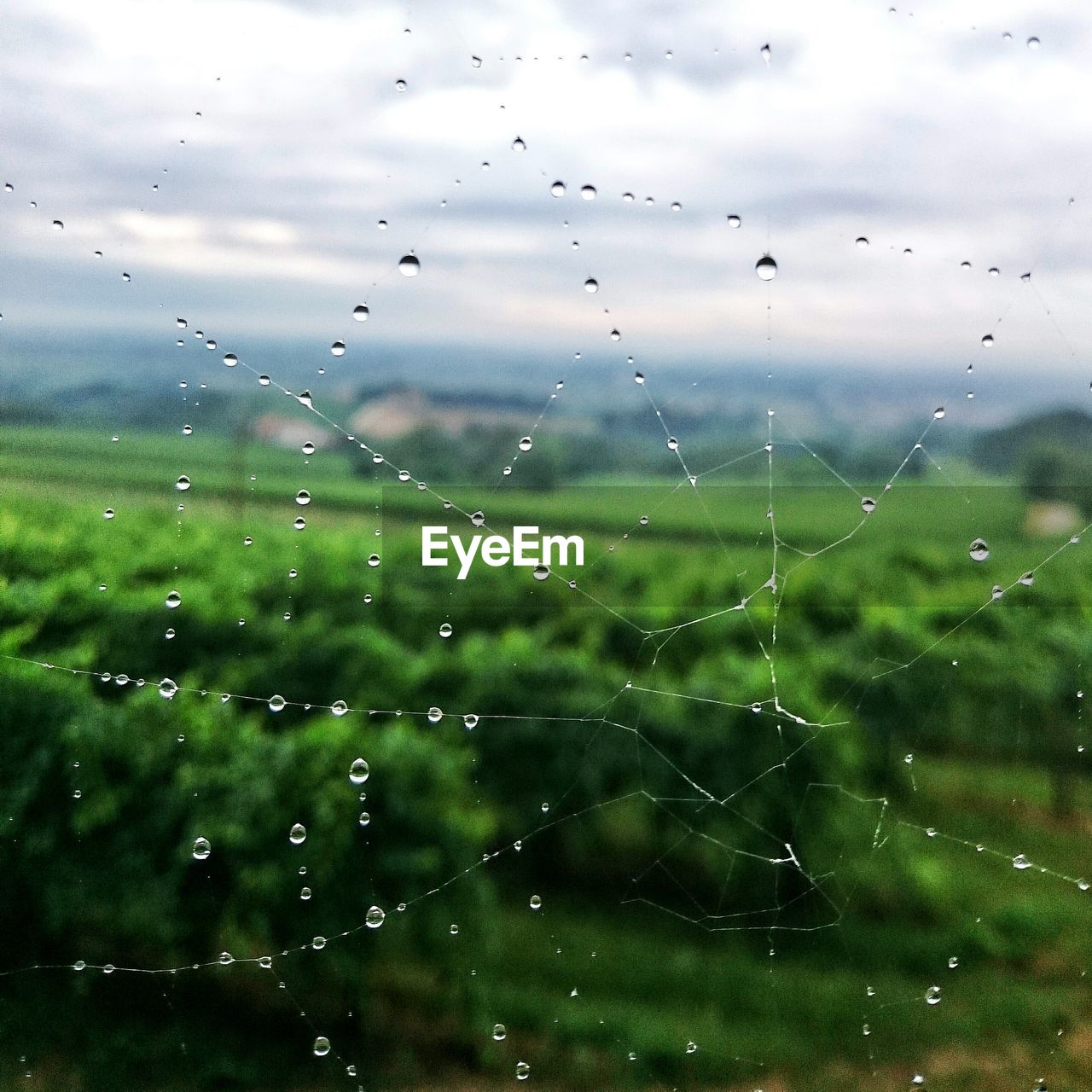 Water drops on spider web at vineyard