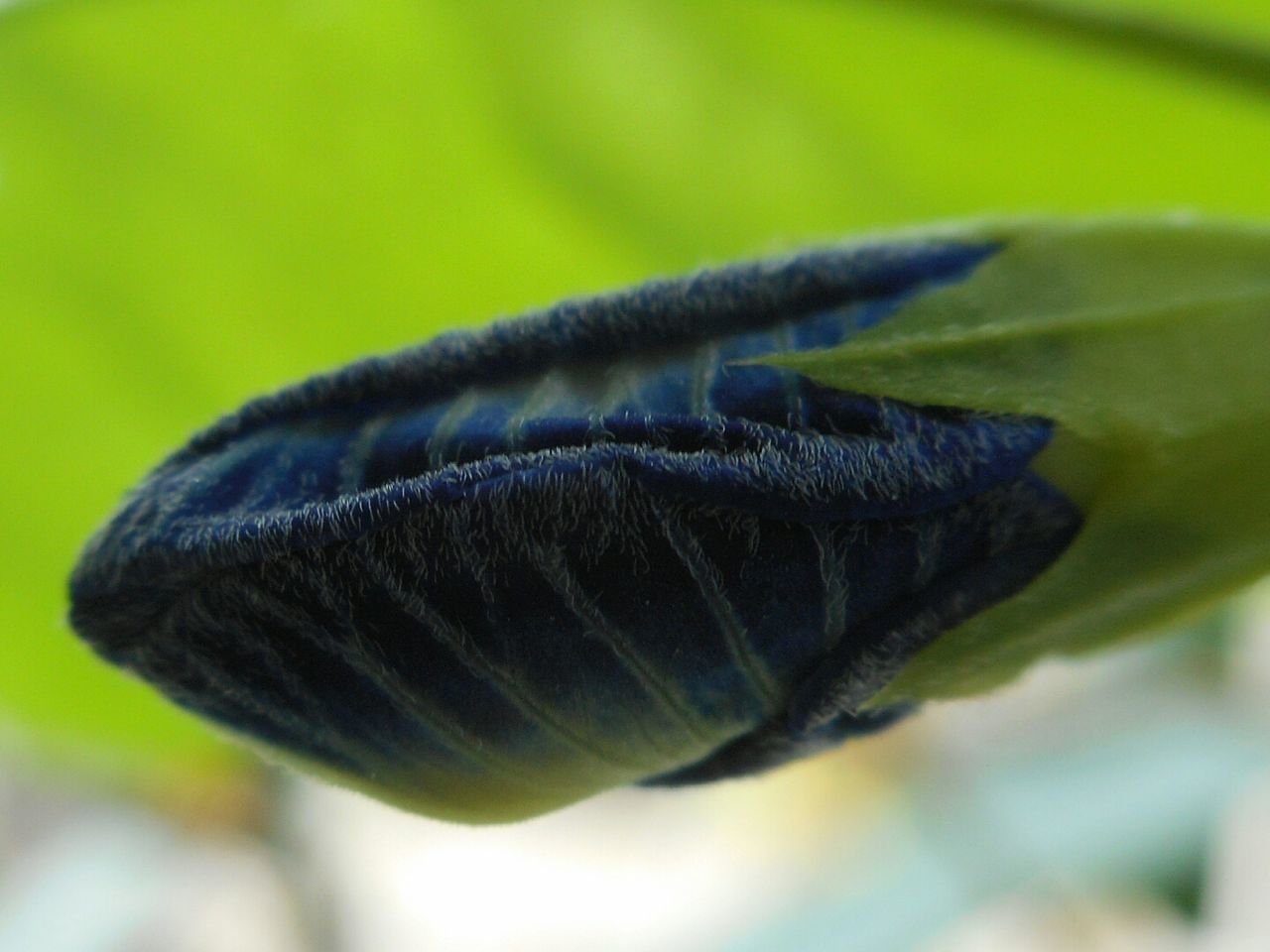 CLOSE-UP OF PLANT AGAINST BLURRED BACKGROUND