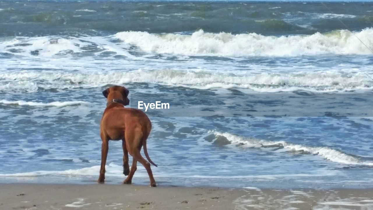 Dog standing on shore at beach