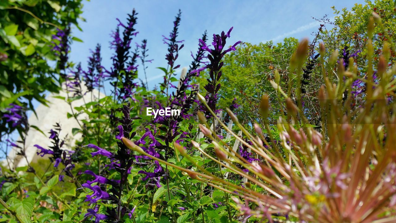 CLOSE-UP OF PURPLE FLOWERS BLOOMING ON FIELD