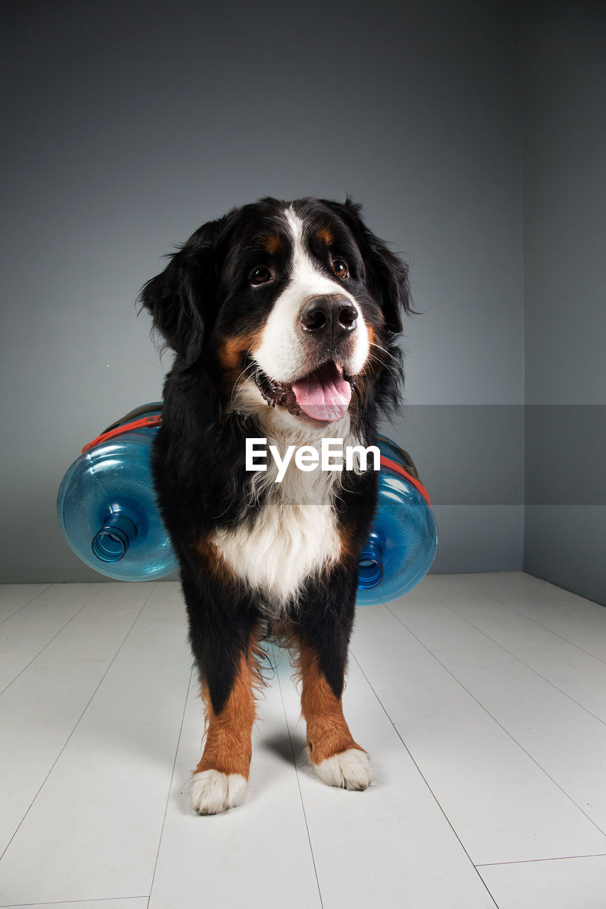 CLOSE-UP PORTRAIT OF DOG SITTING ON FLOOR