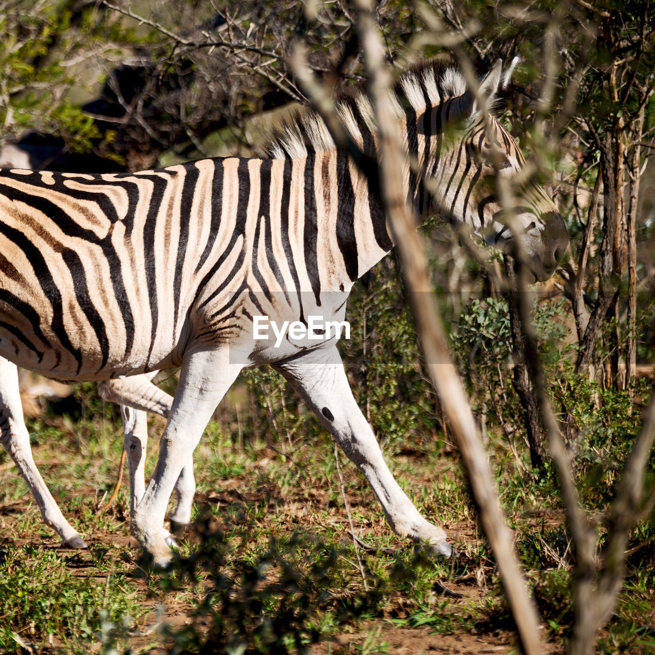 SIDE VIEW OF ZEBRA