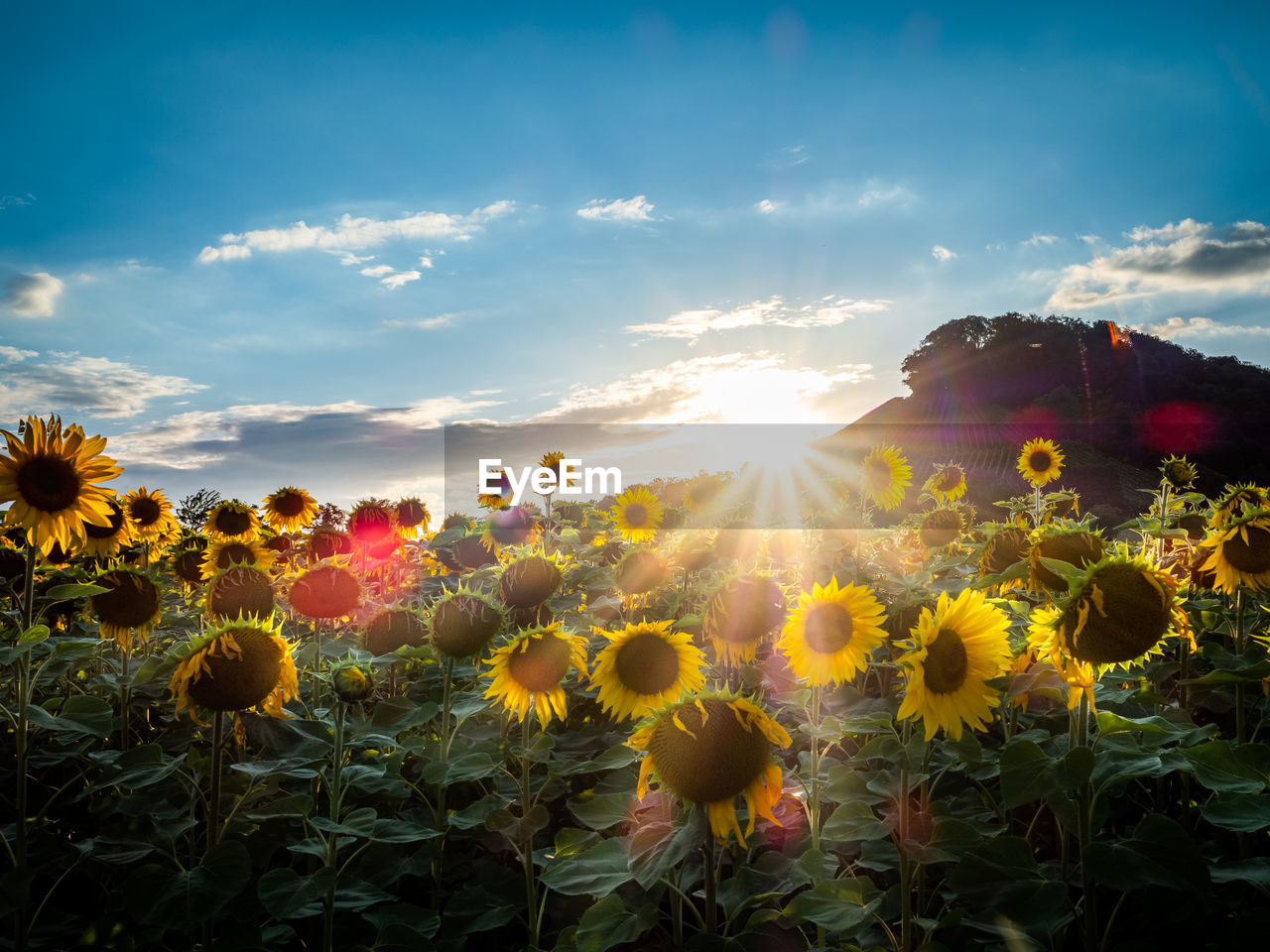 SCENIC VIEW OF SUNFLOWER FIELD AGAINST SKY AT DUSK