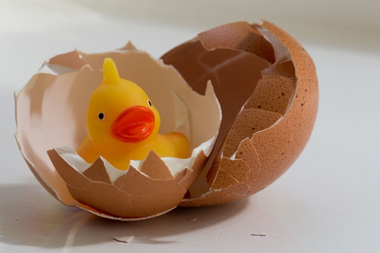 Close-up of rubber duck in broken eggshells against white background